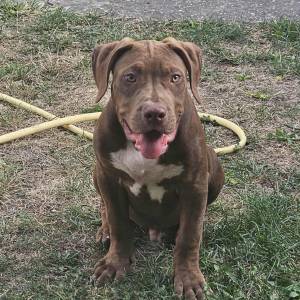 American Bully XL