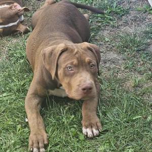 American Bully XL