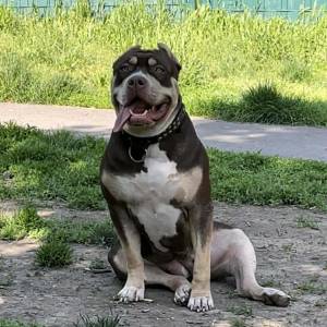 American Bully XL