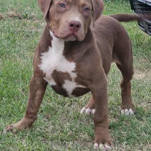 American Bully XL