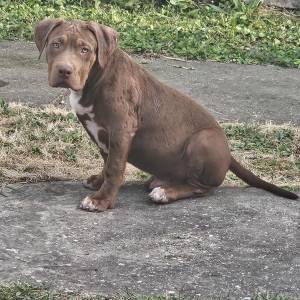 American Bully XL