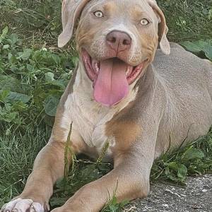 American Bully XL