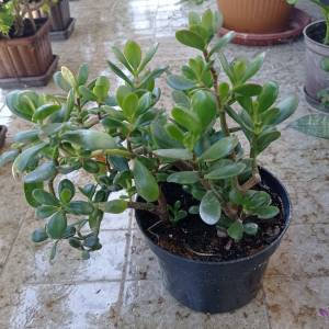 CRASSULA OVATA - DRVO ŽADA
