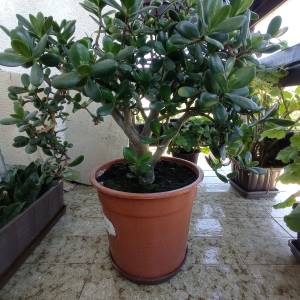 CRASSULA OVATA - DRVO ŽADA