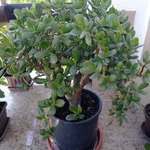 CRASSULA OVATA - DRVO ŽADA