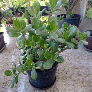 CRASSULA OVATA - DRVO ŽADA