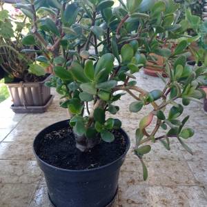CRASSULA OVATA - DRVO ŽADA