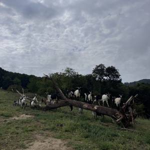 Hrvatska šarena koza