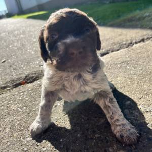 Prodaja štenića- čistokrvni Lagotto Romagnolo