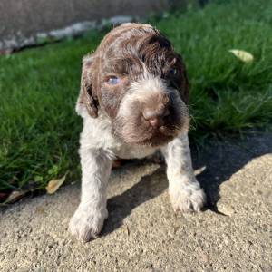 Prodaja štenića- čistokrvni Lagotto Romagnolo