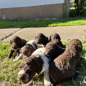 Prodaja štenića- čistokrvni Lagotto Romagnolo