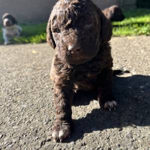 Prodaja štenića- čistokrvni Lagotto Romagnolo