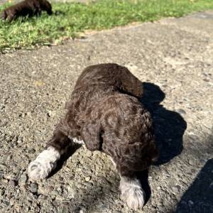 Prodaja štenića- čistokrvni Lagotto Romagnolo