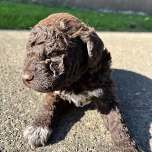 Prodaja štenića- čistokrvni Lagotto Romagnolo