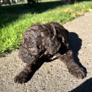 Prodaja štenića- čistokrvni Lagotto Romagnolo