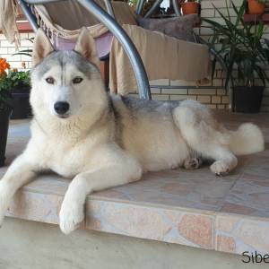 Sibirski haski štenci