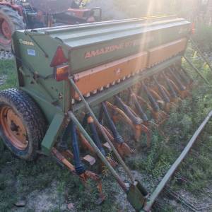 Sijacica Amazone d7