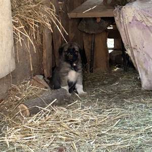 Štenci Križanci šarplaninac i turski kangal