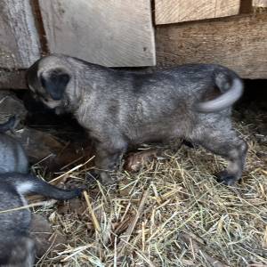 Štenci Križanci šarplaninac i turski kangal