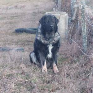 Štenci Križanci šarplaninac i turski kangal