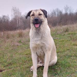 Štenci Križanci šarplaninac i turski kangal