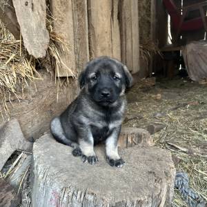 Štenci Križanci šarplaninac i turski kangal