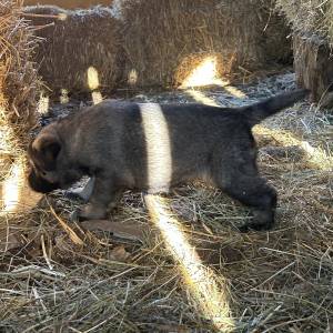 Štenci Križanci šarplaninac i turski kangal