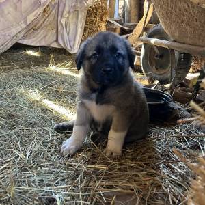 Štenci Križanci šarplaninac i turski kangal