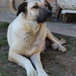 Štenci Križanci šarplaninac i turski kangal