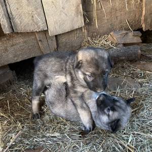 Štenci Križanci šarplaninac i turski kangal