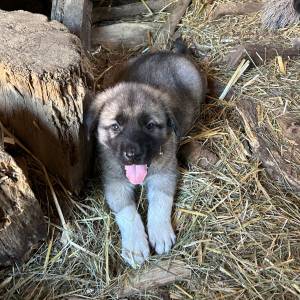 Štenci Križanci šarplaninac i turski kangal