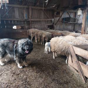 Štenci Križanci šarplaninac i turski kangal
