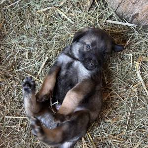 Štenci Križanci šarplaninac i turski kangal