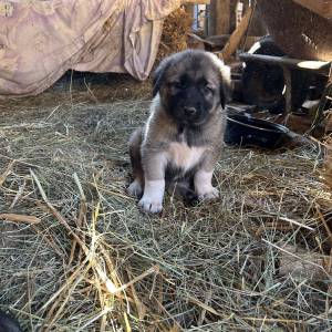Štenci Križanci šarplaninac i turski kangal