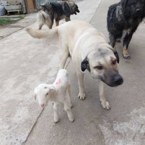 Štenci Križanci šarplaninac i turski kangal