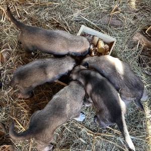 Štenci Križanci šarplaninac i turski kangal
