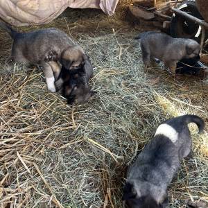 Štenci Križanci šarplaninac i turski kangal