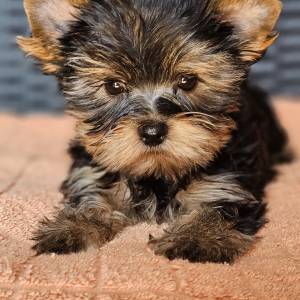 Yorkshire terrier Jorkširski terijer Yorkie Jorki