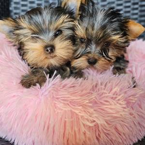 Yorkshire terrier Jorkširski terijer Yorkie Jorki