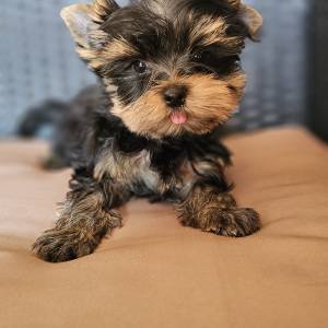 Yorkshire terrier Jorkširski terijer Yorkie Jorki