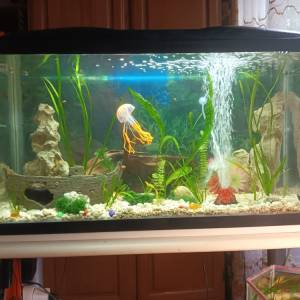 Akvarij 54 litre, sa poklopcem i postoljem