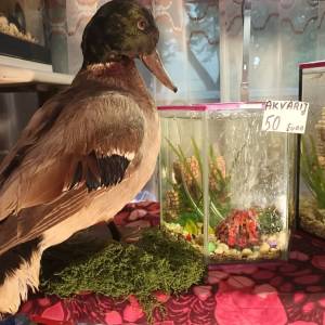 Akvarij 54 litre, sa poklopcem i postoljem