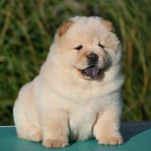 Chow Chow Cau Cau Čau Čau