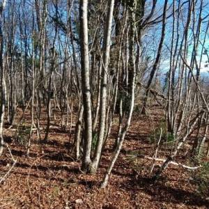 Građevinsko zemljište, Opatija, Bregi, 2355 m2 + poljoprivredno 4077m2