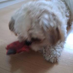 POKLANJAM SHIH TZU-a