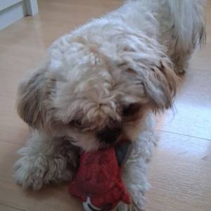 POKLANJAM SHIH TZU-a