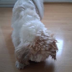 POKLANJAM SHIH TZU-a