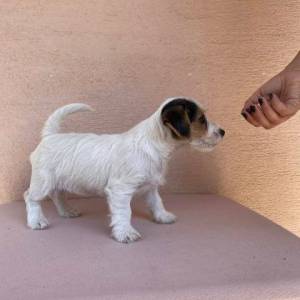 Jack Russell terijer štenci