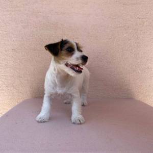 Jack Russell terijer štenci