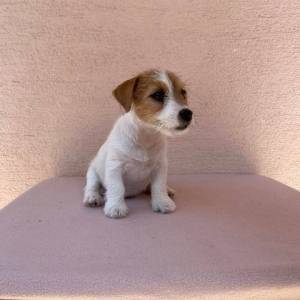 Jack Russell terijer štenci